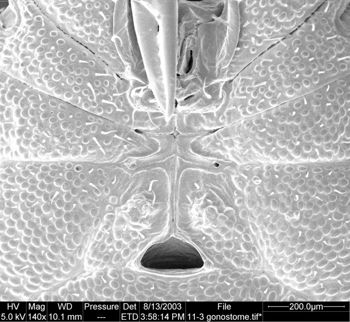Media type: image;   Invertebrate Zoology 134647